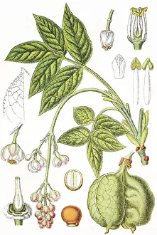 Agricultural Crops Images Prints: Bladdernut (Staphylea pinnata)