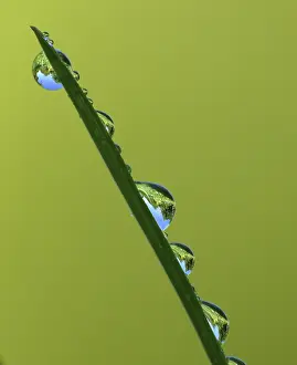 Water Reflection Photography Prints: Blade of grass