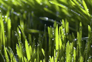 Dew Drop Images Prints: Blade of grass with dew drops against light
