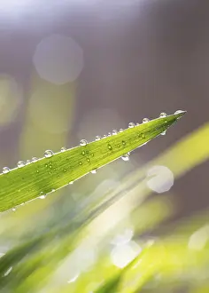 Europe's Deserted Waterfront Prints: Blade of grass with dewdrops, Austria