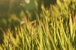 Full Frame Nature Photography Prints: Blade of grass, Germany
