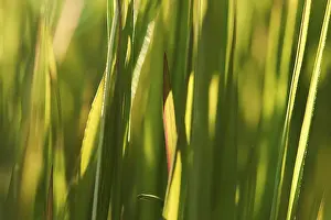 Empty European Landscape Photo Prints: Blade of grass, Germany