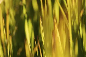 Backlit Grass Prints: Blade of grass, Germany