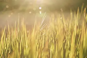 Backlit Grass Prints: Blade of grass, Germany
