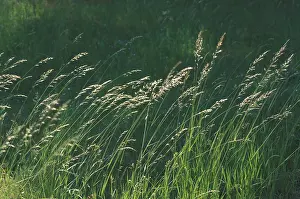 Summer Vegetation Prints: Blade of grass in the wind