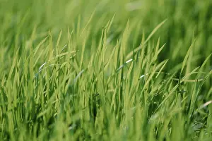 Horizontal Plant Formats Prints: Blades of grass