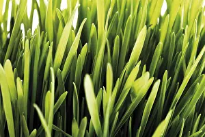Studio Shot Of Plants Prints: Blades of grass