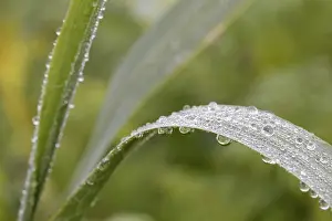 Macro Grass Photography Prints: Blades of grass with dew drops
