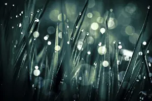 Dewdrop Close Up Prints: Blades of grass in detail with dewdrops