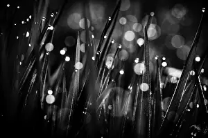 Deserted Landscape Germany Prints: Blades of grass in detail with dewdrops