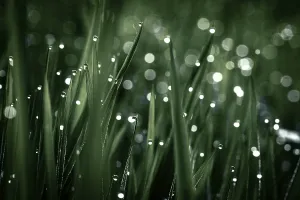 Close Up Dew Drops Prints: Blades of grass in detail with dewdrops