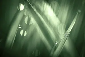 Water Droplets On Grass Prints: Blades of grass in detail with dewdrops