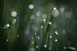 Deserted Bavarian Landscape Prints: Blades of grass in detail with dewdrops