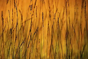Close Up Grass Detail Prints: Blades of grass, pattern, Mondsee region