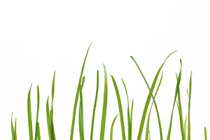 Plain White Background Prints: Blades of grass on a white background