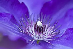 Ranunculaceae Family Plant Prints: Blaue Clematis
