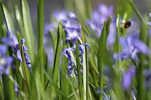 German Spring Landscape Prints: Blaustern, spring, Germany