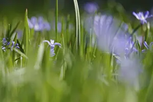 Spring In Germany Prints: Blaustern, spring, Germany