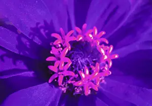 Colorful Blooms Prints: Bloom