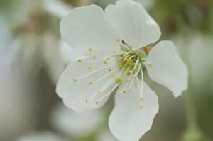 Macro Photo Of Flowers Prints: Bloom