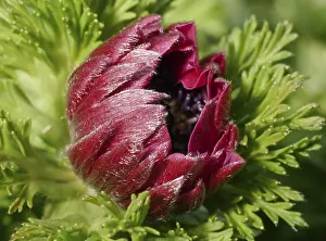 Ornamental Plant Decorations Prints: Blooming anemone