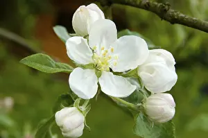 Northern Germany Agriculture Prints: Blooming apple tree Germany