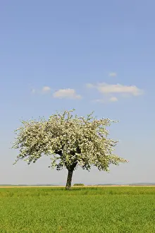 Springtime Nature Photography Prints: Blooming Apple tree (Malus) in spring