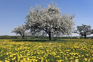 Close Up Of Flowers Prints: Blooming apple tree on a spring meadow