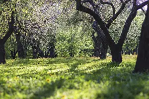 Blooming Apple Trees Prints: Blooming apple trees in spring park