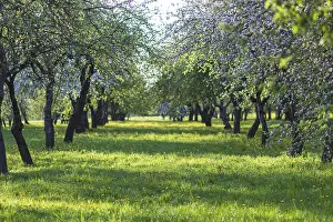 Fruit Tree Photography Prints: Blooming apple trees in spring park