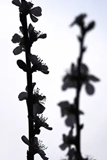 Uninhabited German Forest Prints: Blooming branches of a peach tree, spring, Germany