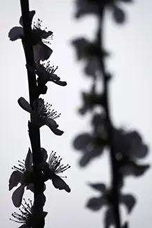 Blooming Peach Branches Prints: Blooming branches of a peach tree, spring, Germany