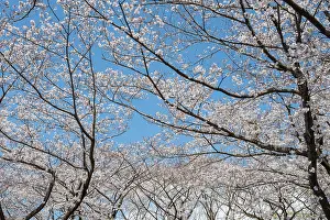 Japanese Cherry Blossoms Prints: Blooming cherry trees in spring