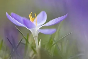 Close Up Crocus Blossom Prints: Blooming Crocus (Crocus) in spring