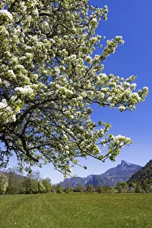 Fruit Tree In Bloom Prints: Blooming fruit tree with Schafberg