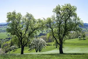 Springtime Fruit Blossoms Prints: Blooming pear trees, fruit trees