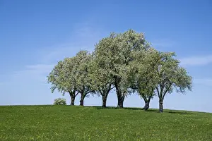 Fruit Tree Cultivation Prints: Blooming pear trees, fruit trees