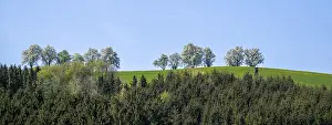 Deciduous Fruit Trees Prints: Blooming pear trees, fruit trees
