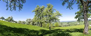 Fruit Tree Cultivation Prints: Blooming pear trees, fruit trees
