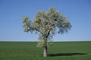 Springtime Fruit Blossoms Prints: Blooming pear trees, fruit trees