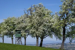 Deciduous Tree Cultivation Prints: Blooming pear trees, fruit trees