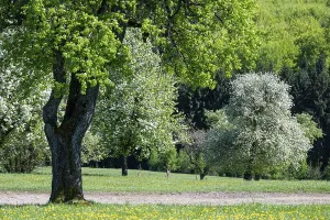Deciduous Tree Blossom Prints: Blooming pear trees, fruit trees