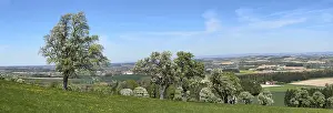 Deciduous Tree Cultivation Prints: Blooming pear trees, fruit trees
