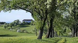 Deciduous Tree Cultivation Prints: Blooming pear trees, fruit trees