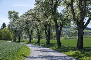 Deciduous Tree Cultivation Prints: Blooming pear trees, fruit trees