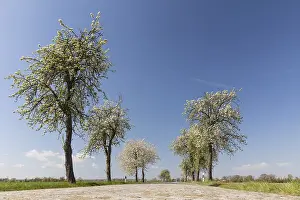 Blooming Pear Trees Prints: Blooming pear trees (Pyrus) and paved road