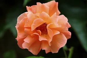 Blooming Flowers Prints: Blooming roses