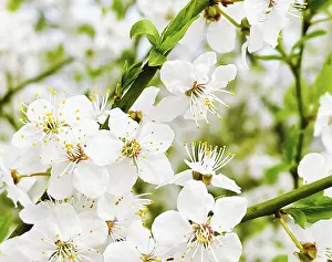 Deserted Garden Prints: Blooming tree in spring garden