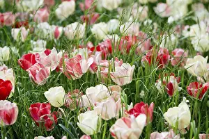 Mainau Island Lake Constance Germany Prints: Blooming tulip meadows in spring