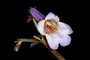 Horizontal Plant Formats Prints: Blossom